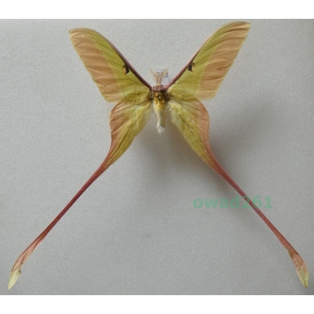 Actias dubernardi (Oberthür, 1897) male ex. ovo China 83mm94d